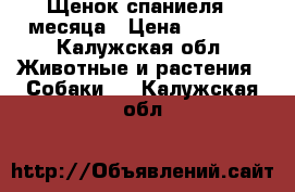 Щенок спаниеля 4 месяца › Цена ­ 4 000 - Калужская обл. Животные и растения » Собаки   . Калужская обл.